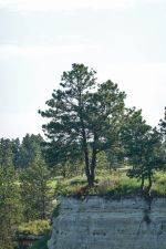 CapRock Ranch Logo Tree Vertical